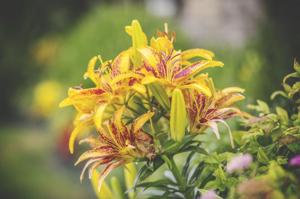 Free Image of A Bunch of Yellow Flowers in a Garden 