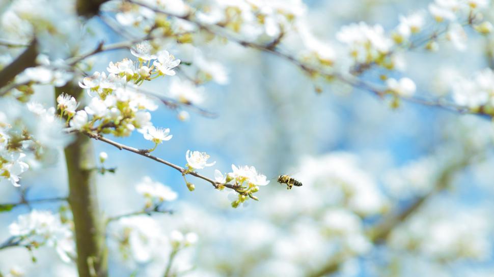 Free Image of Tree With White Flowers Against Blue Sky 