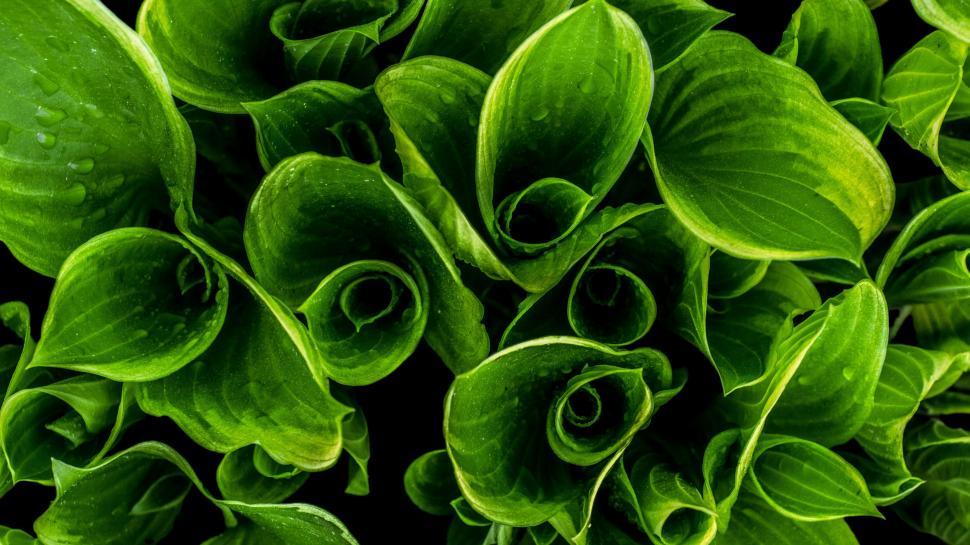 Free Image of Close Up of Green Leaves 