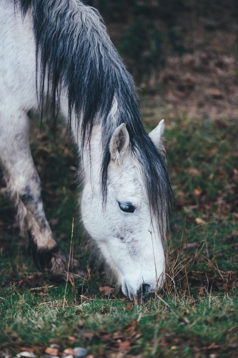 Free Image of Close Up of Horse Grazing on Grass 