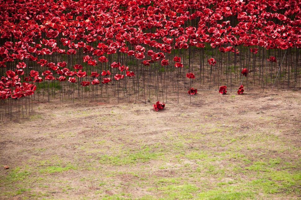 Free Image of Field of Red Flowers With Background Fence 