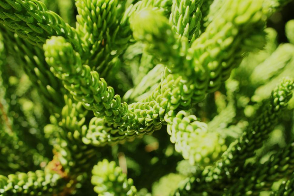 Free Image of Close Up of a Green Plant With Abundant Leaves 