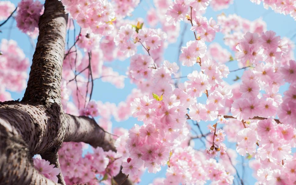 Free Image of Tree Covered in Pink Flowers 