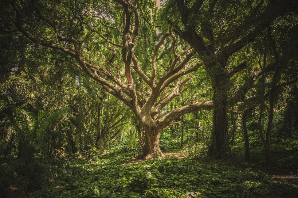 Free Image of Majestic Tree Standing Tall in Forest 