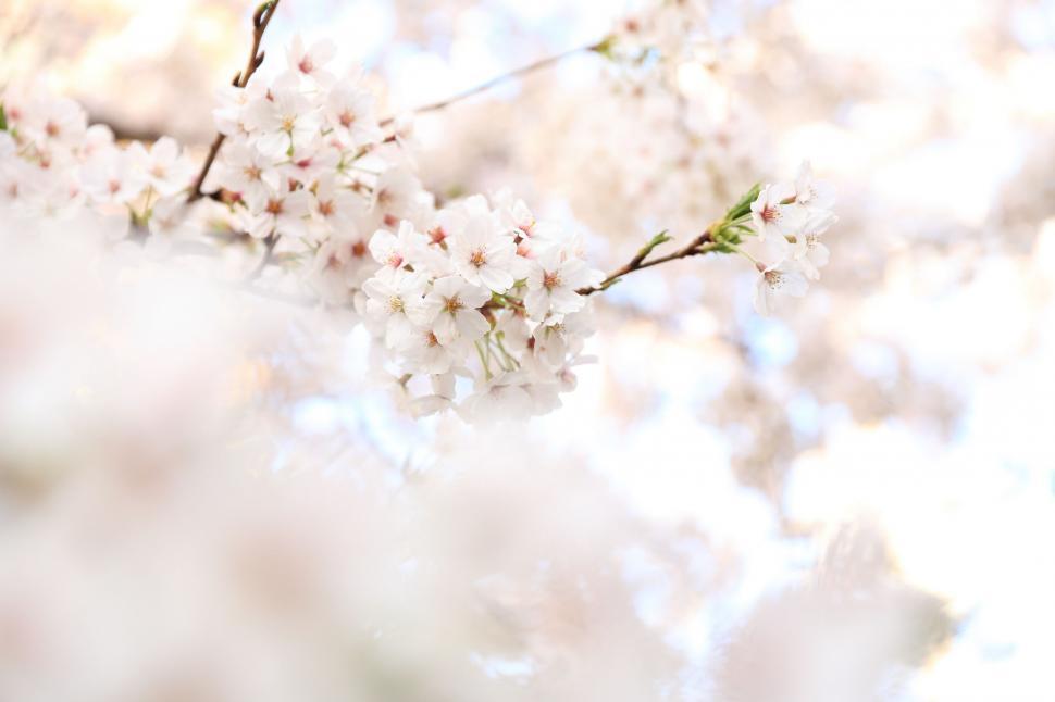 Free Image of Close Up of a Tree With White Flowers 