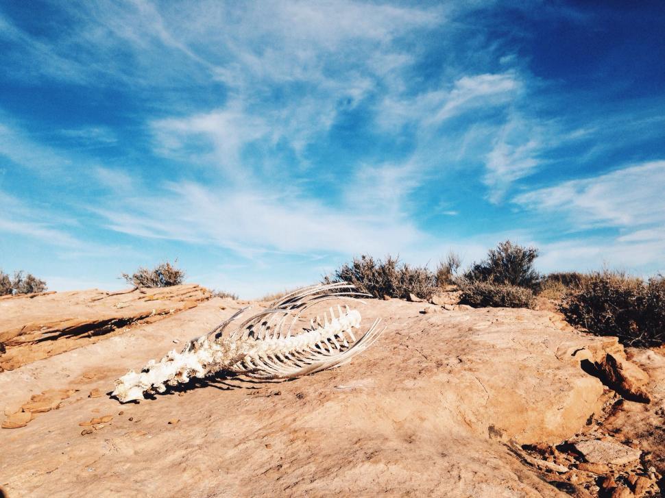 Free Image of Skeleton in the Desert 