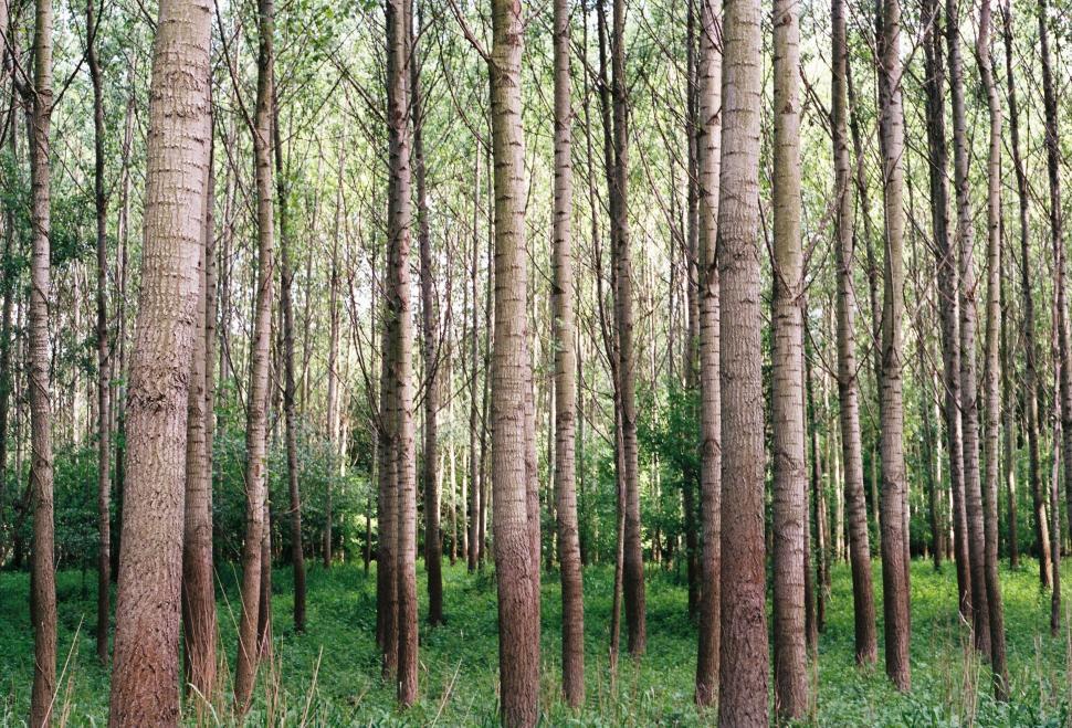 Free Image of Towering Trees in a Dense Forest 