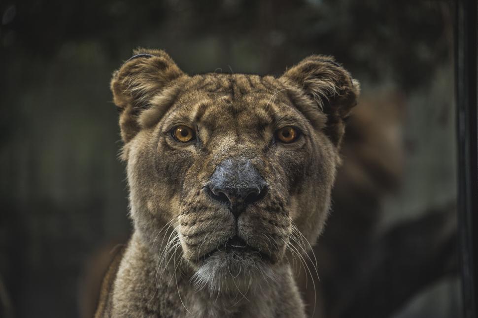 Free Image of Nature animal lion warthog 