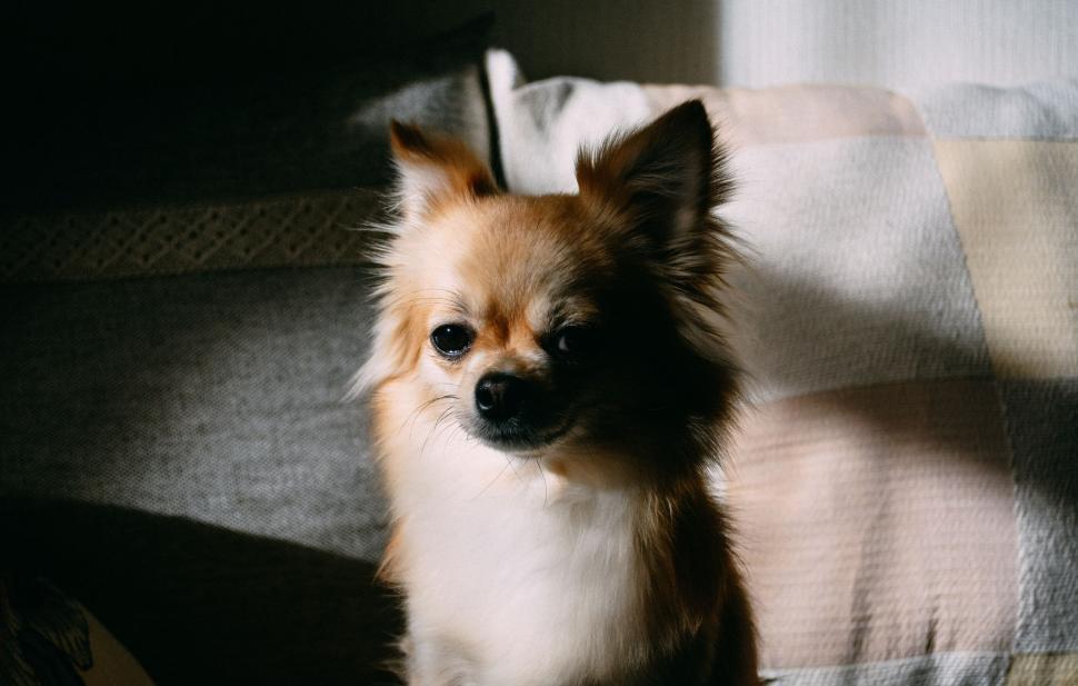 Free Image of Small Dog Sitting on Couch 