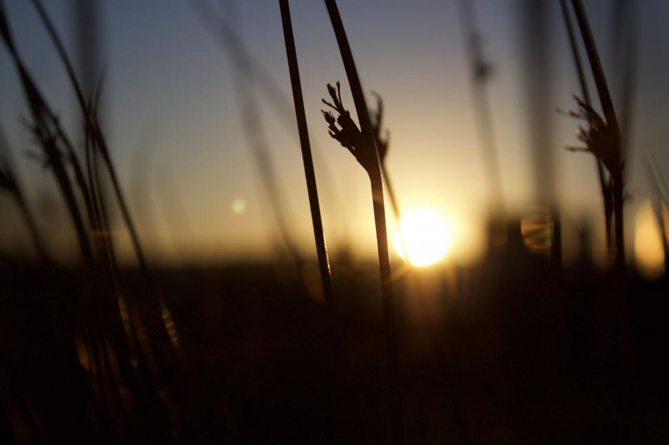 Free Image of Sun Setting Behind Tall Grass 