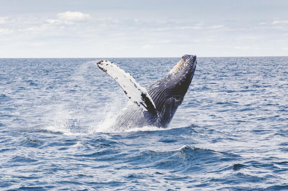 Free Image of Majestic Whale Jumping Out of Water 