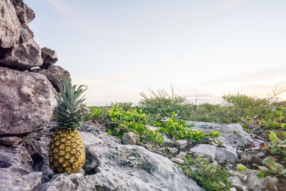 Free Image of Pineapple on a Rock in Field 