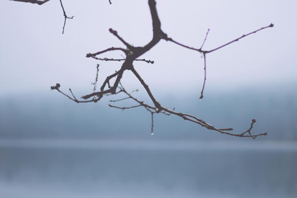 Free Image of Tree Branch Overlooking Water 