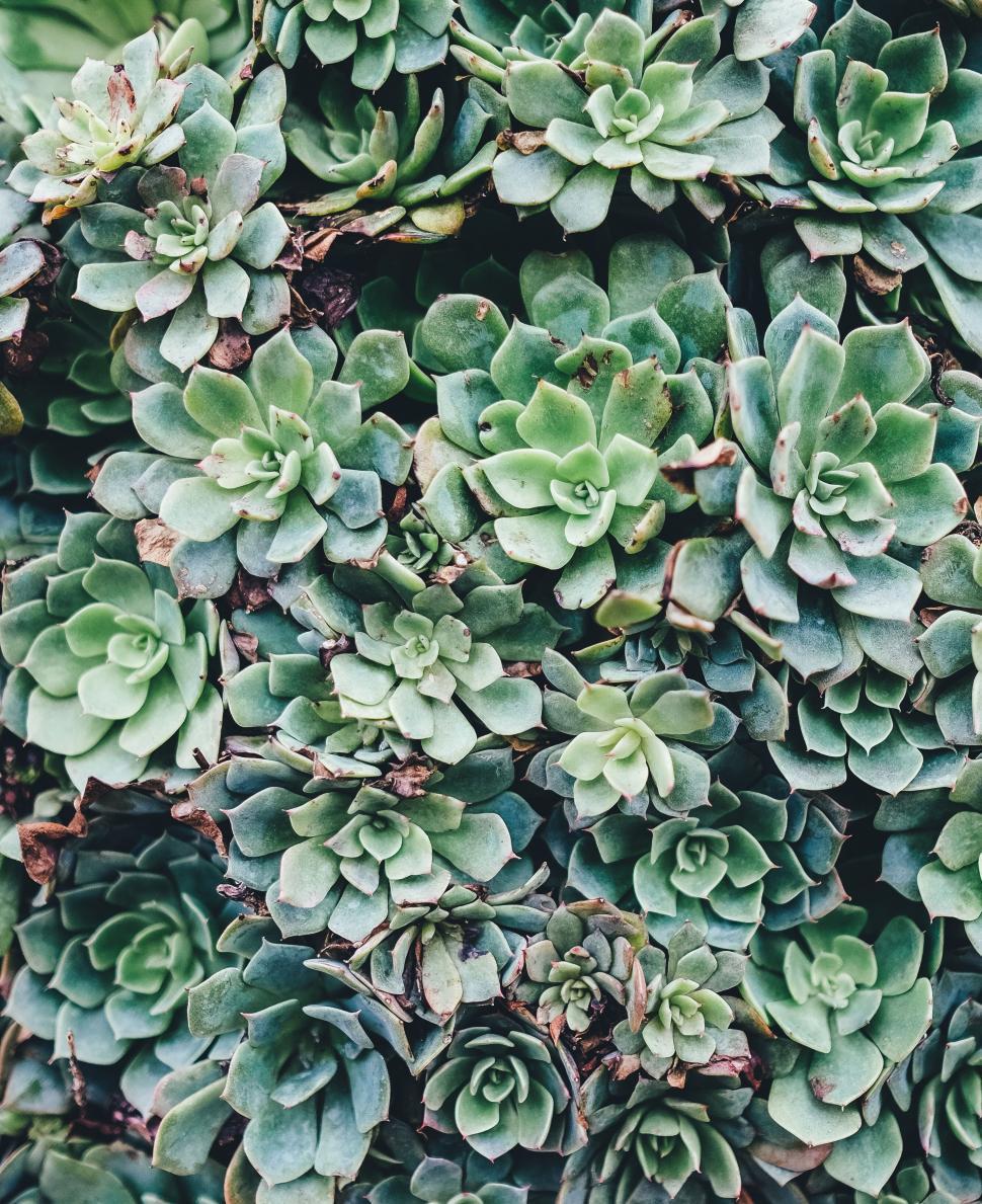 Free Image of Cluster of Green Plants Close Up 