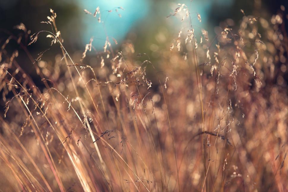 Free Image of Close Up of a Field of Tall Grass 
