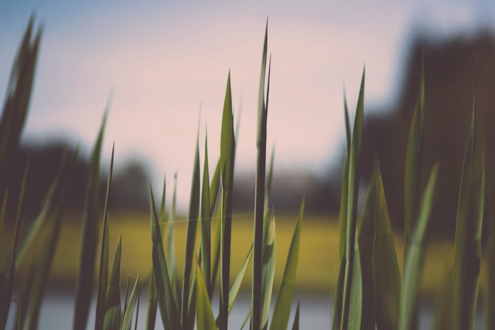 Free Image of Blurry Grass in Front of Body of Water 