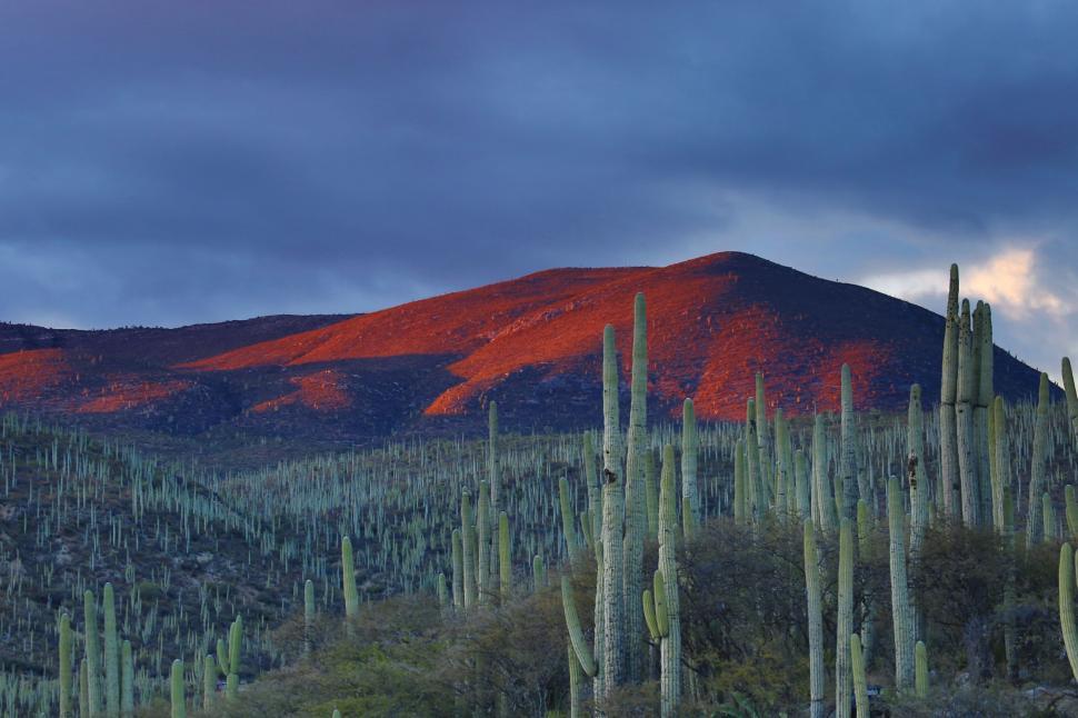 Free Image of Red Mountain Behind Line of Cacti 