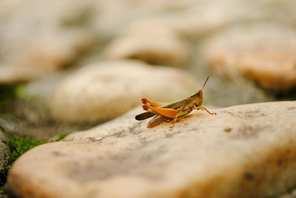 Free Image of Small Insect Perched on Rock 