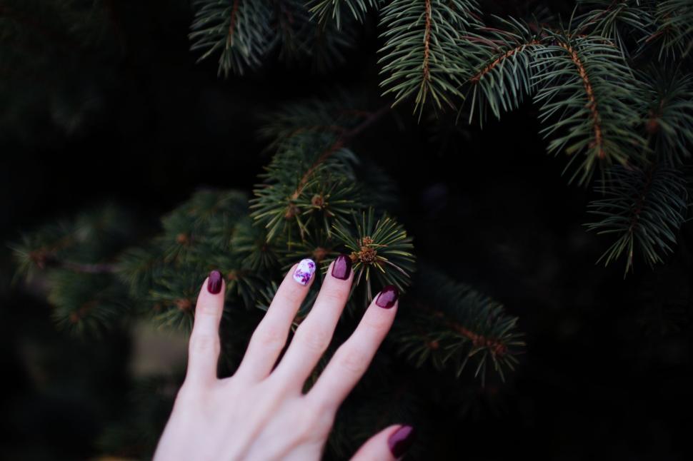 Free Image of Manicured Hand Holding Pine Branch 