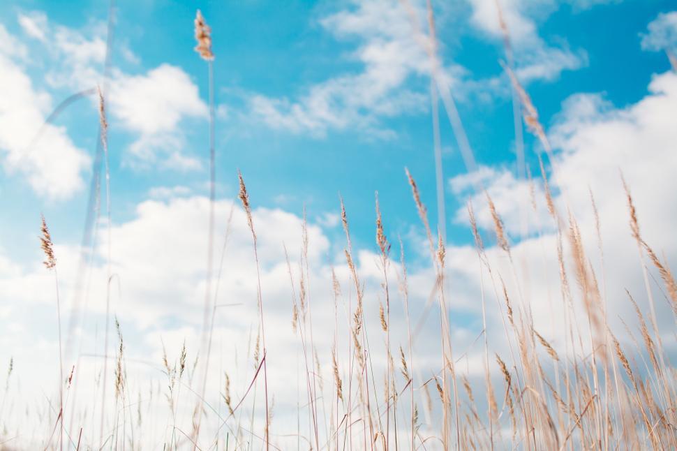 Free Image of Field of Tall Grass Under Blue Sky 
