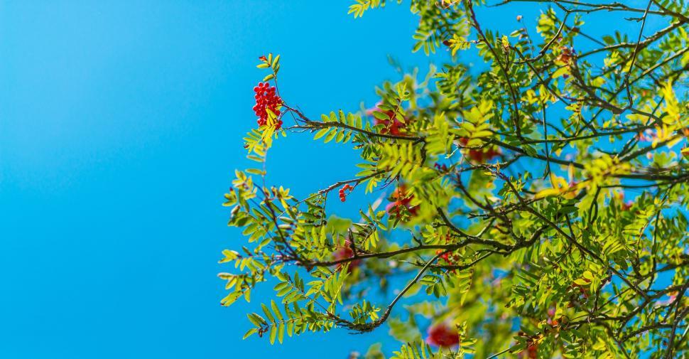 Free Image of Tree Branch With Berries and Blue Sky 