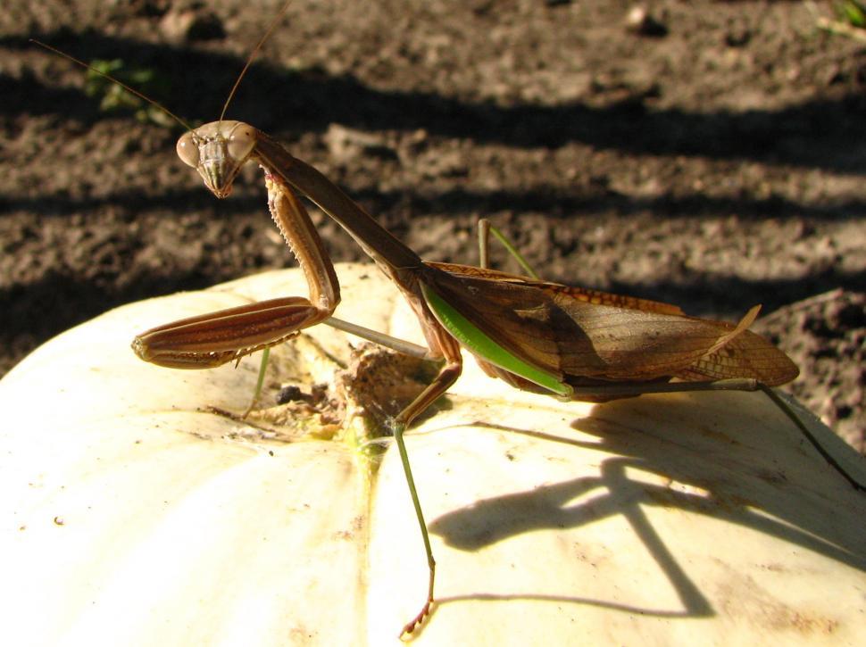 Free Image of Praying Mantis 