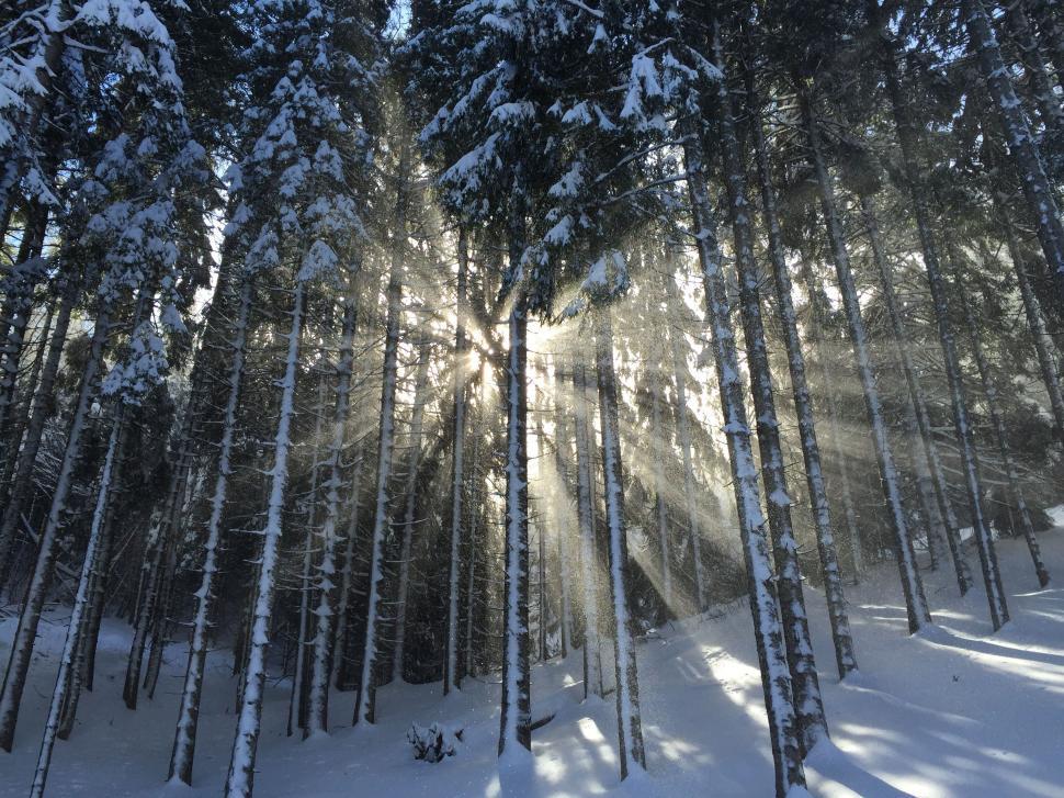 Free Image of Sun Shining Through Trees in Snow 