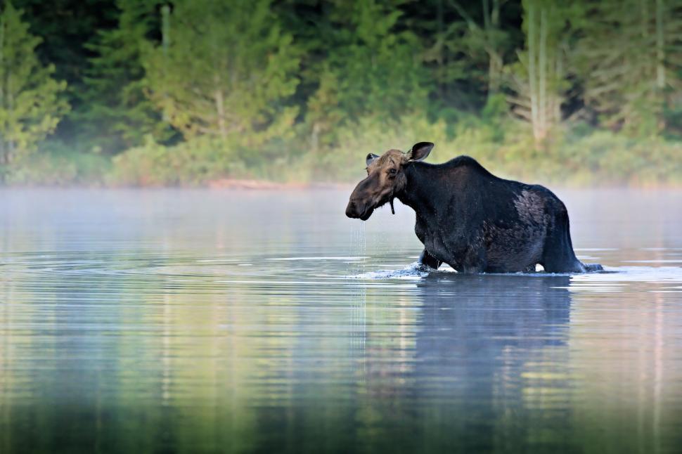 Free Image of Moose Wading Through Water 