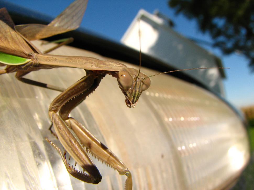Free Image of Praying Mantis 