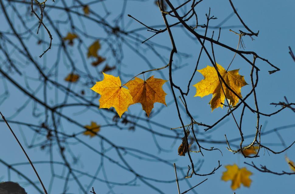 Free Image of Tree Branch With Yellow Leaves Against Blue Sky 