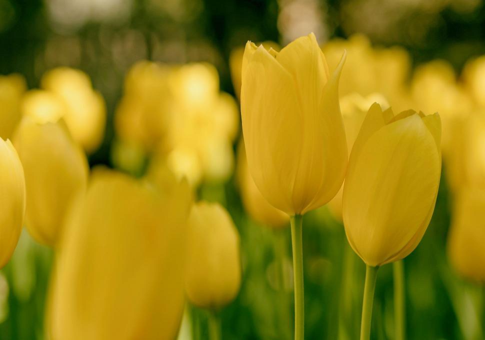 Free Image of Vibrant Field of Yellow Tulips in the Sun 