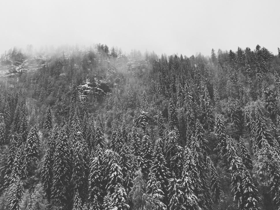 Free Image of Snow Covered Trees in Black and White 