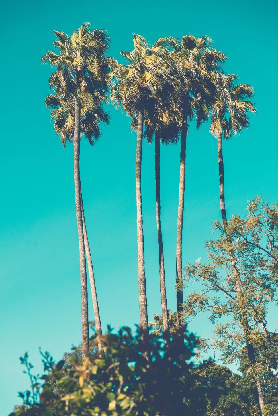Free Image of Group of Palm Trees Against Blue Sky 
