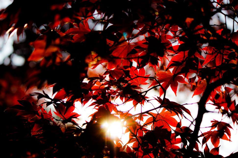 Free Image of Sun Shining Through Tree Leaves 