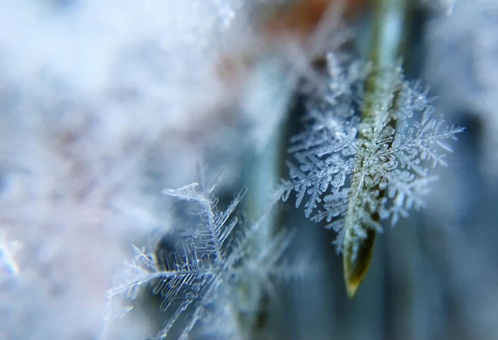Free Image of Close Up of a Plant Covered in Snow Flakes 