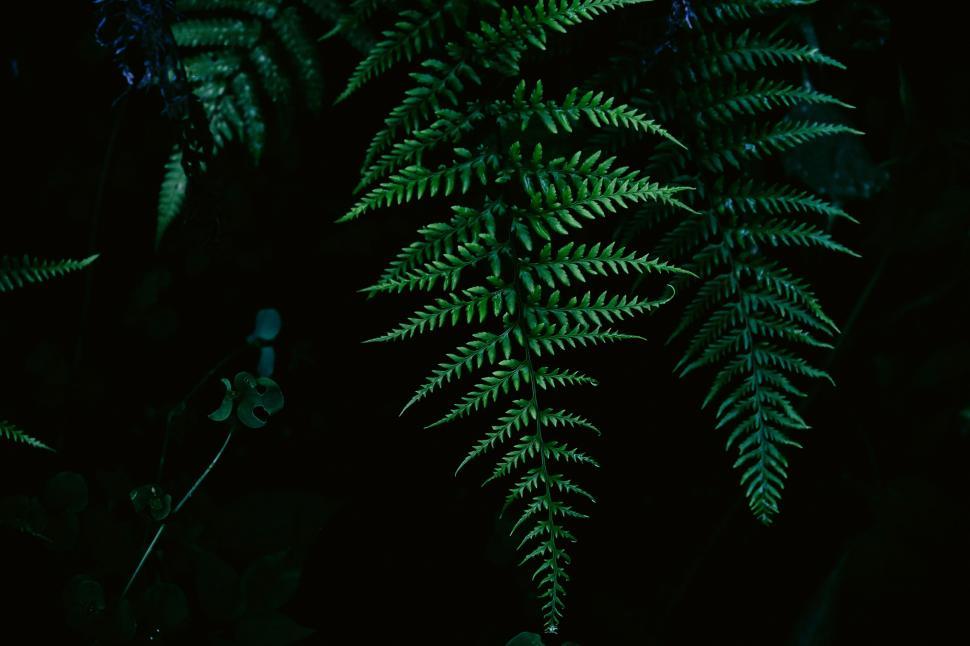 Free Image of Green Plant Illuminated in Dark 