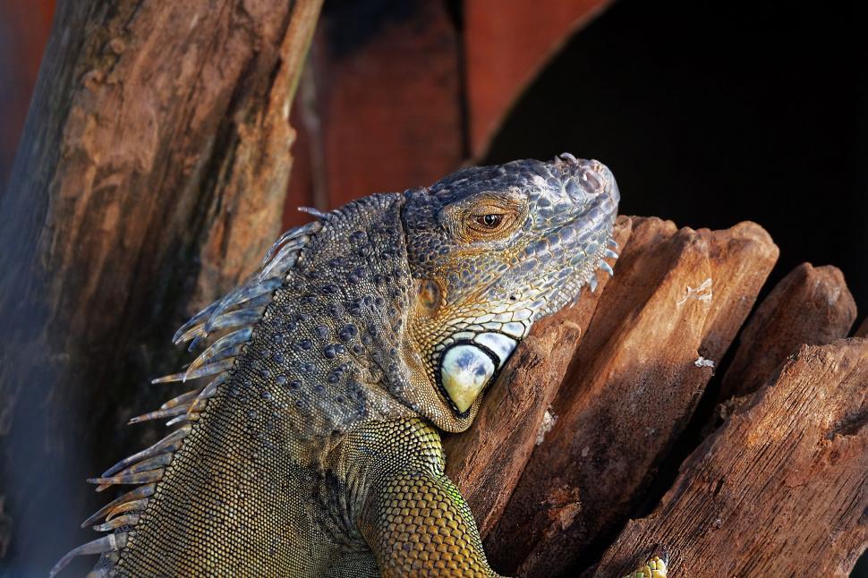 Free Image of Large Lizard Perched on Tree Branch 
