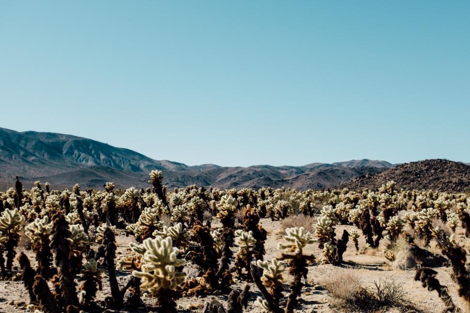 Free Image of Extensive Cactus Field in Arid Desert Landscape 