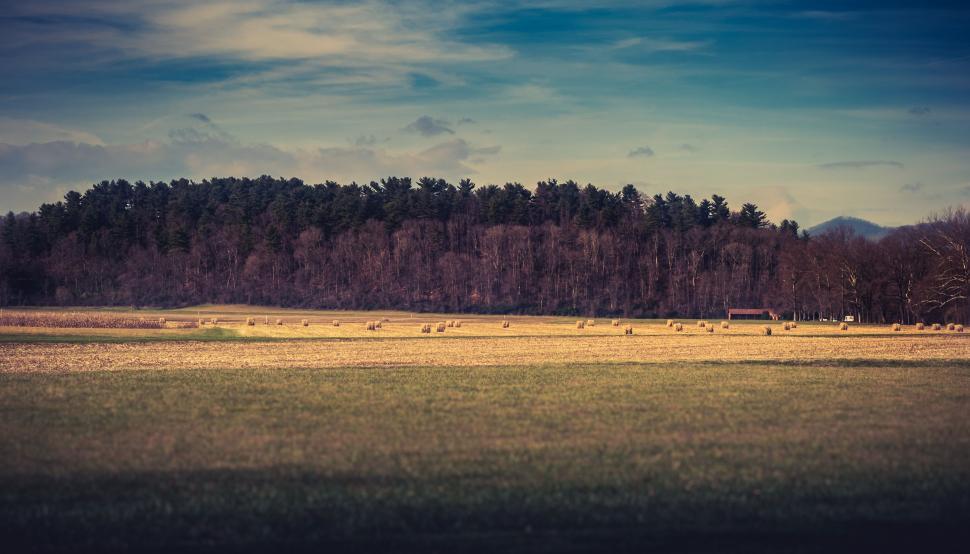 Free Image of Grassy Field With Trees in Background 