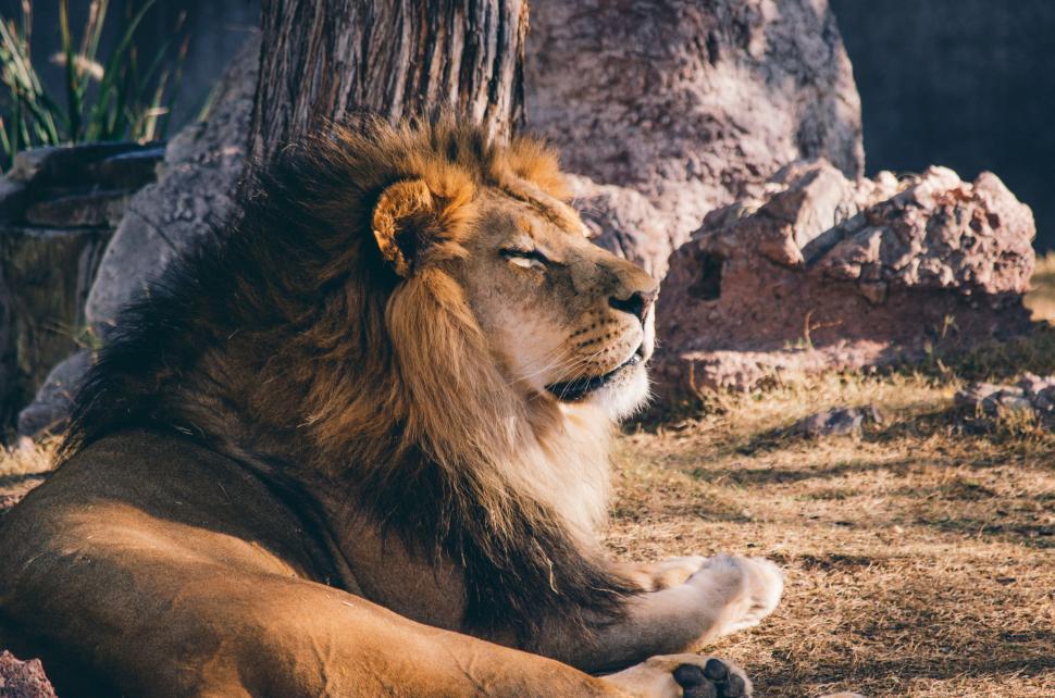 Free Image of Lion Resting Beside Tree 