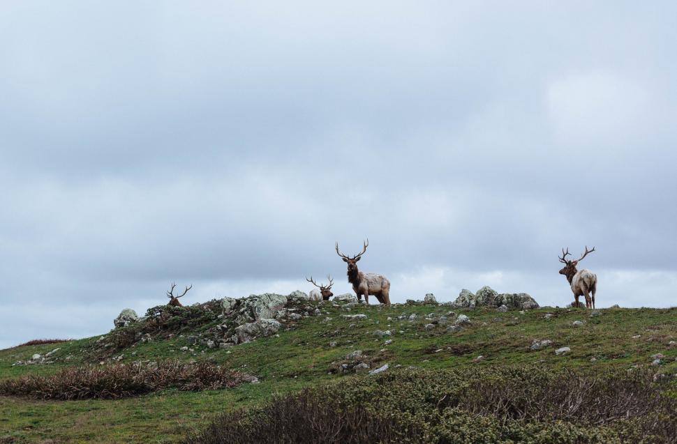 Free Image of Herd of Deer Standing on Top of Lush Green Hillside 