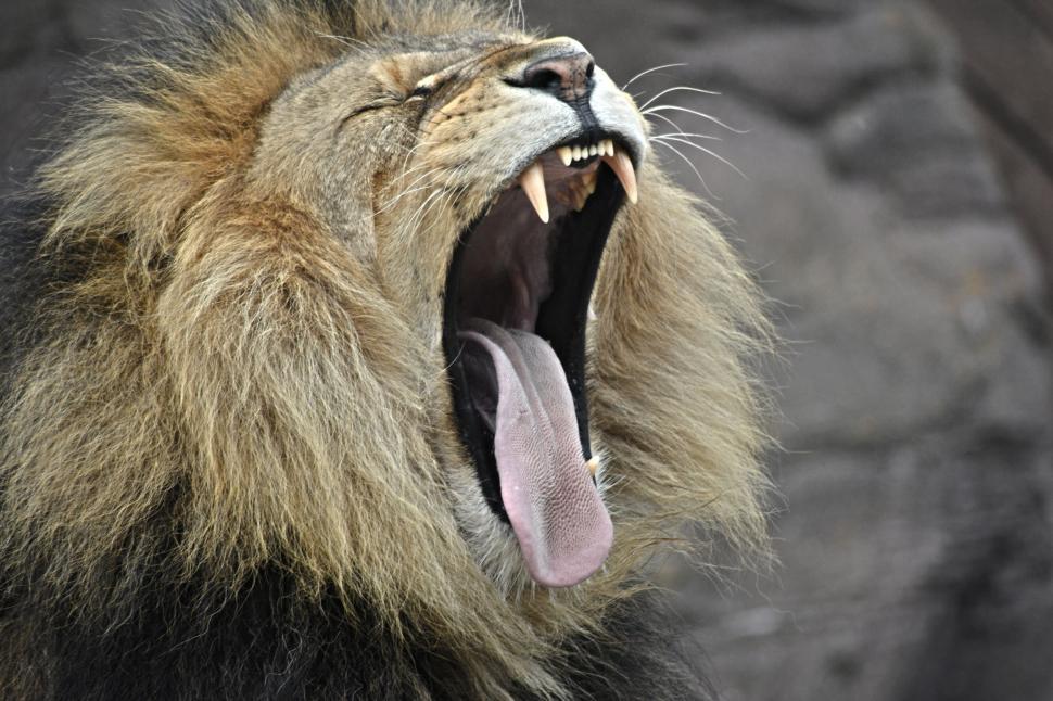 Free Image of Close Up of a Lion With Its Mouth Open 