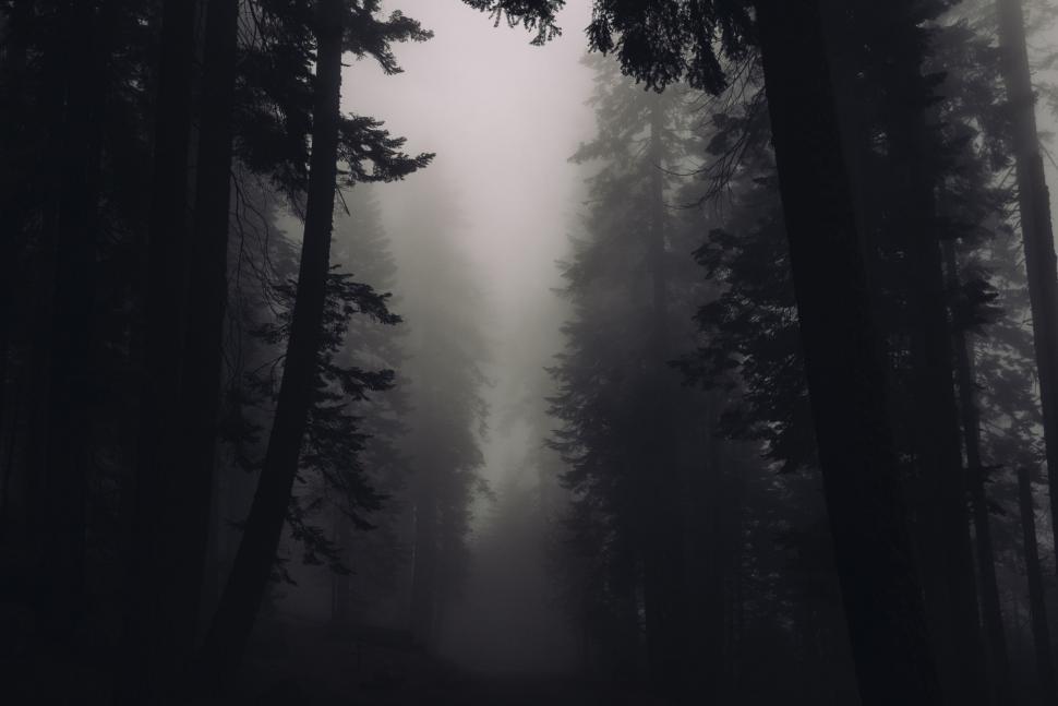 Free Image of Misty Forest Landscape in Black and White 
