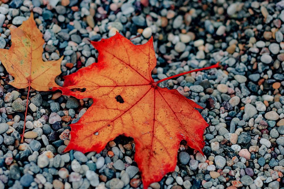 Free Image of Red Leaf on Gravel Ground 