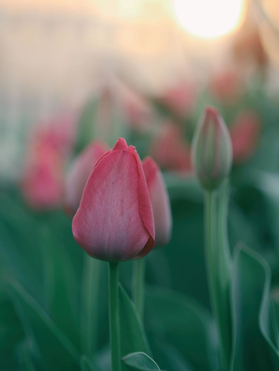 Free Image of Pink Flower Close Up With Blurry Background 