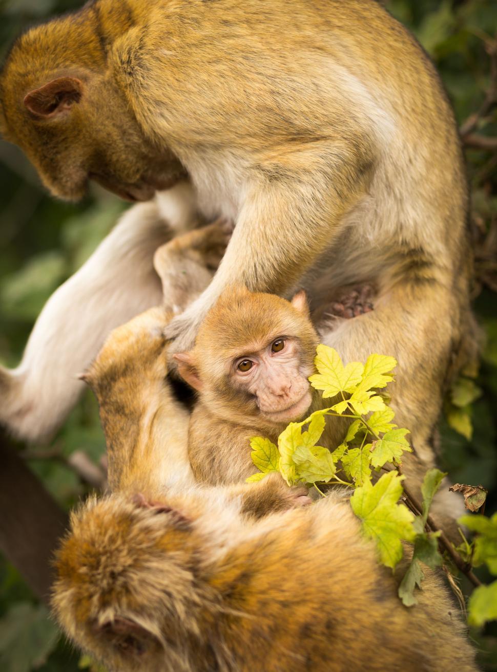 Free Image of Monkey Sitting on Top of Another Monkey in a Tree 