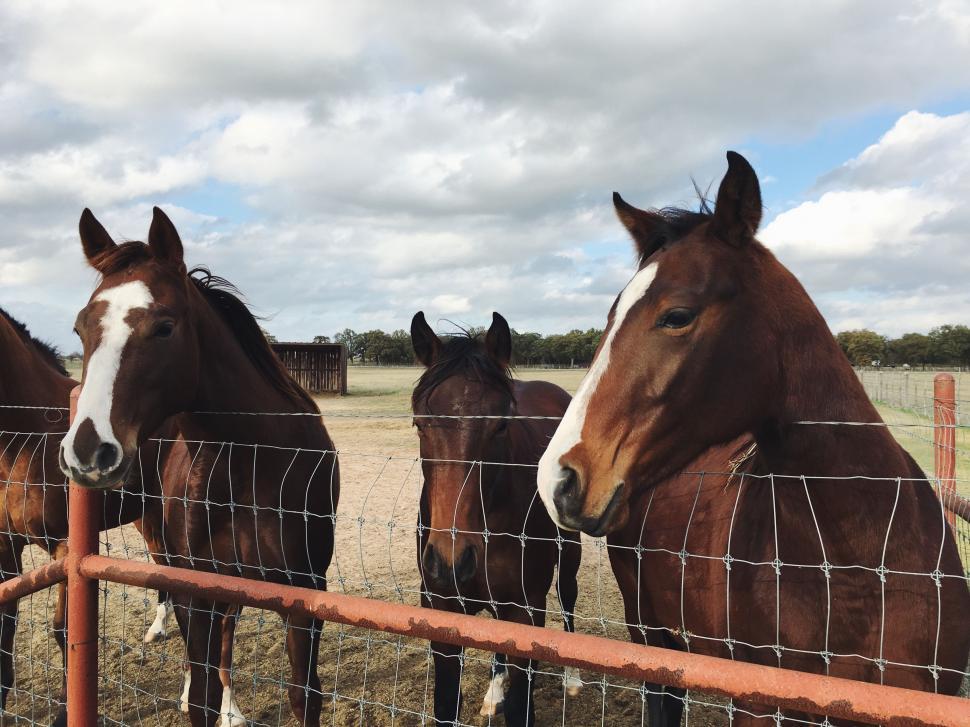 Free Image of Group of Horses Standing Behind a Fence 