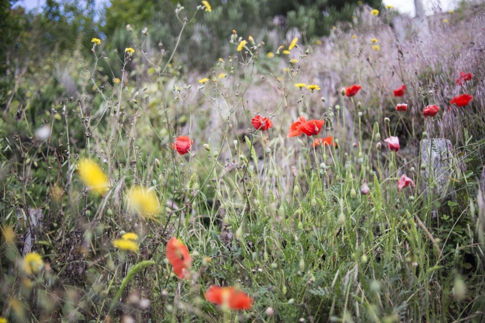 Free Image of Field of Red and Yellow Flowers 