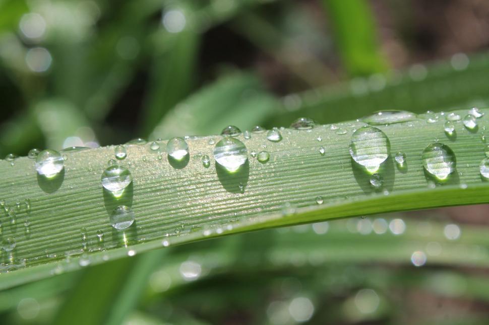 Free Image of Water Droplets on Green Leaf 