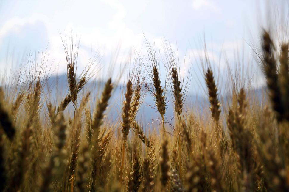 Free Image of Wheat Field Under Blue Sky 